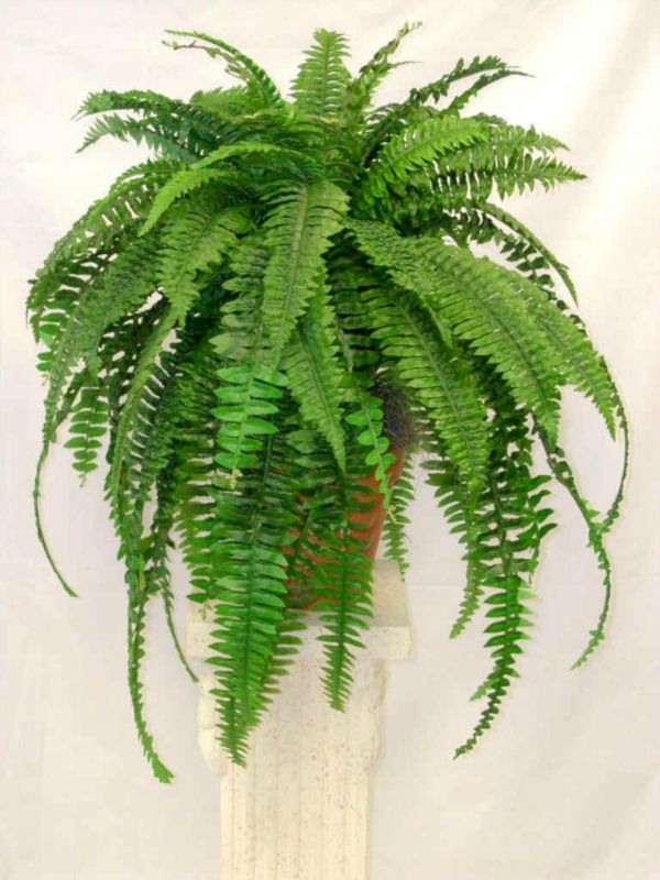 fern-plants-grow-and-propagate-ferns-in-your-garden